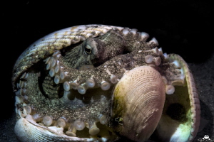 Coconut octopus in the shell by Raffaele Livornese 